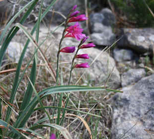 Wanderung nach Sant Elm