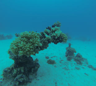 Unterwasserwelt Hurghada 