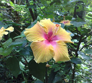 Schöne Pflanzen im Dschungel