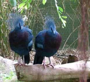 Fächertauben im Duett