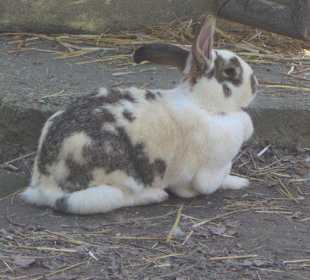 Vogelpark Hassloch