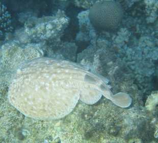 Junger Rotmeerzitterrochen?