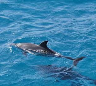 Delphine mit Mo