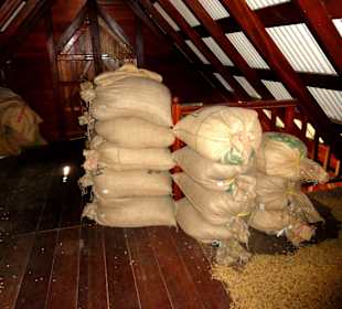 Trocknung der Bohnen auf dem Dachboden