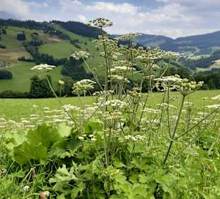 Wandern Maria Alm