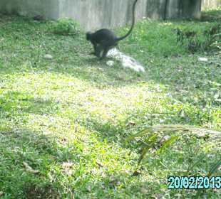 Freilebende Affen im Marienepark