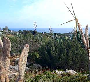 Kakteengarten am Skulpturenpark