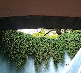 Tree Tunnel Fort Canning Park