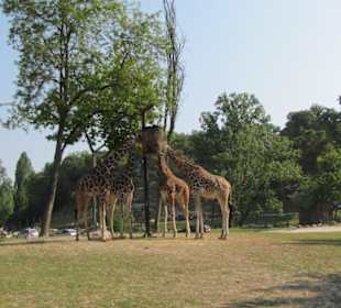Giraffen