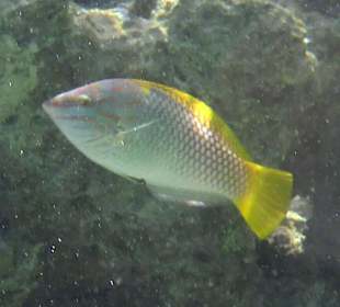 Schnorcheln Marsa Alam