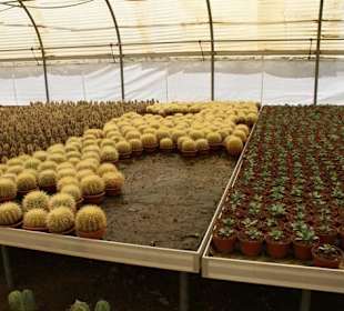 Gewächshaus Kakteenpark