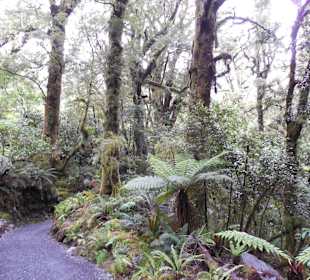 Regenwald an der Zufahrtsstraße