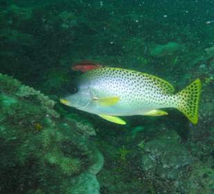 Fisch