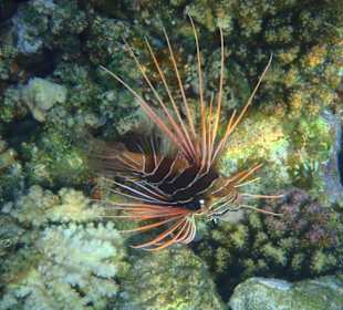 Tolles Riff / Fische