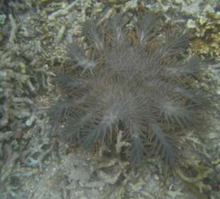 Под водой много всего, но я не знаю все названия.