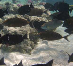 Schnorcheln Marsa Alam