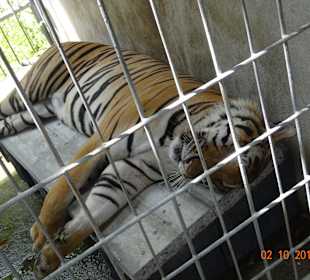 Samui Aquarium & Tiger Zoo