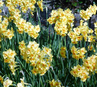 Blumenpracht im Keukenhof