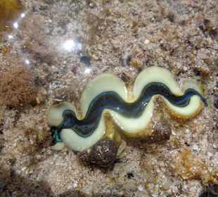 Co można napotkać w wodzie