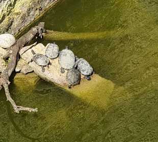 Wasserschildkröten