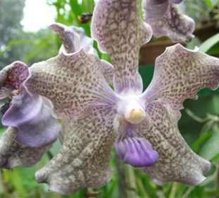 Im Orchideenhaus im Botanischen Garten Peradeniya - Geführte