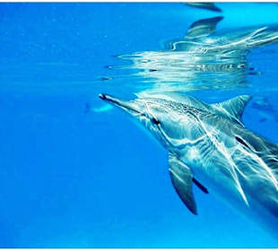 Morgenland Reisen-Delfinschwimmen Hurghada