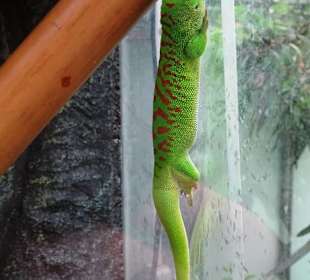 Terrarien im Jardin des Papillons