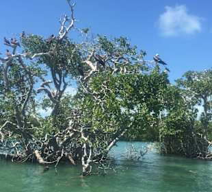 1. Abstecher Mangrovenwäldern