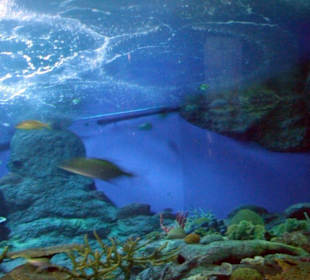 Blick in ein riesen Aquarium