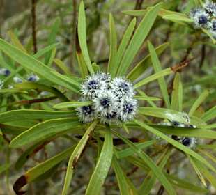 Eine der vielen Tabaiba-Arten