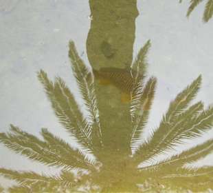 Palme spiegelt sich im Wasser