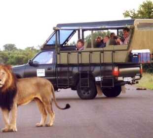 Safari im Kruger Park - La Lechere Guest House