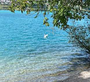 Hallwilersee