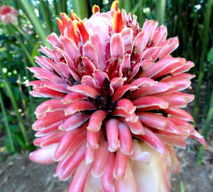 Porzellan-Blume in voller Blüte