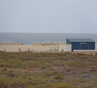 Salzwiesen vor dem Strand