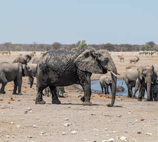 Elefanten im Etosha