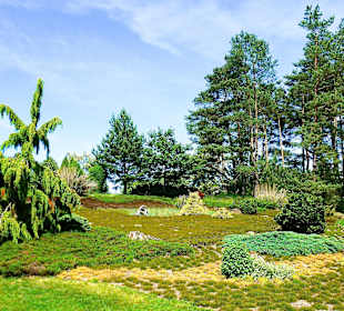 Ein Stück Heidelandschaft.....