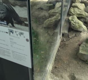 Zoo Heidelberg
