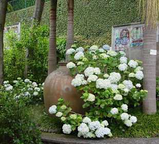 Insel des ewigen Frühlings