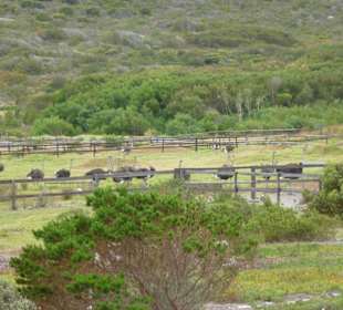 Kap der Guten Hoffnung