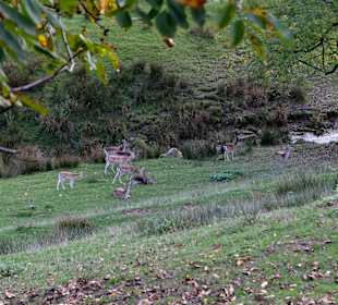 Wandern Gengenbach