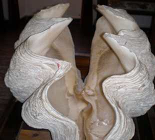 Kloster-Museum Riesenmuschel