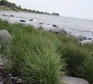 Strand Fehmarn