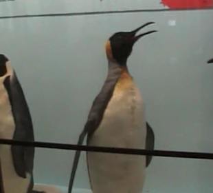 Naturhistorisches Museum