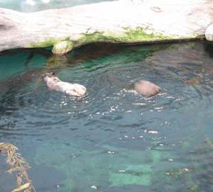 Aquarium von Lissabon