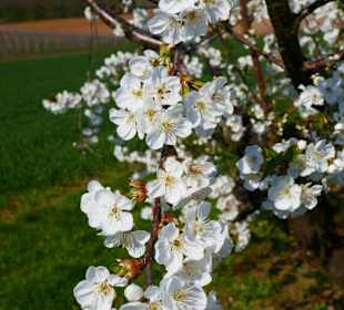 Apfelblüten im April
