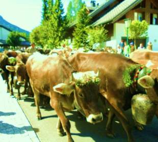 Alpabtrieb / Mellau / Vorarlberg Österreich 