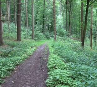 Wanderweg - Alter Steinbruch Pfaffenberg Runde
