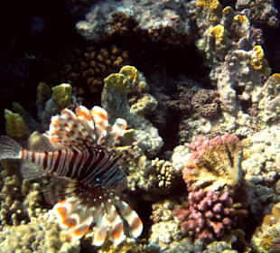 Hausriff Hotel Stella Makadi Beach Resort