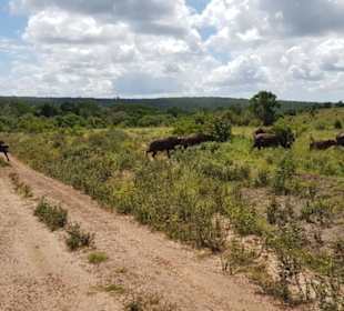 Shimba Hills
